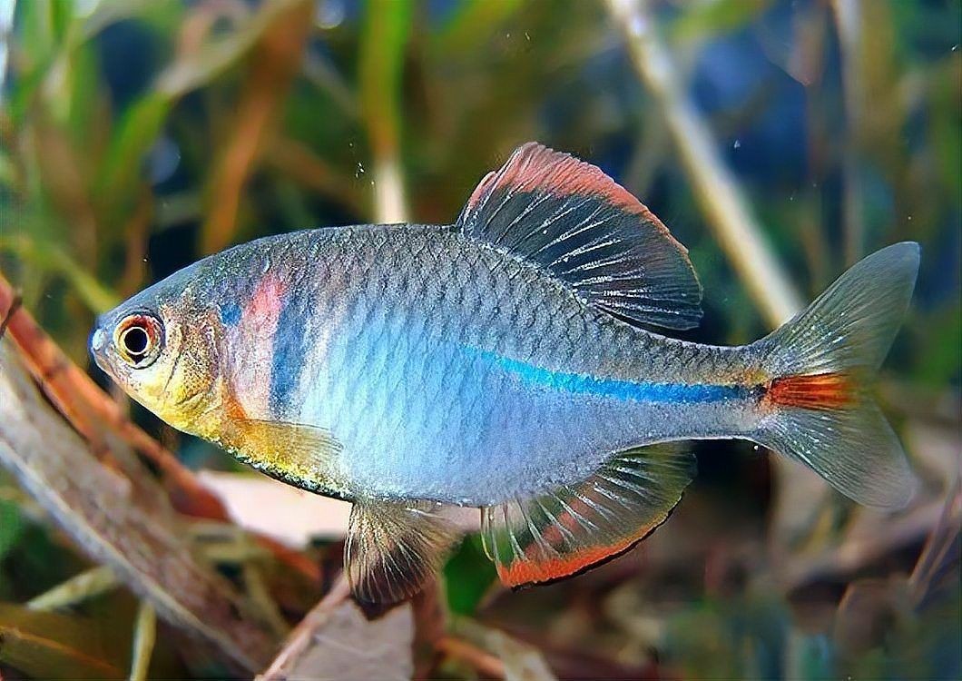 湖南適合養啥魚：湖南水產養殖的主要挑戰有哪些湖南水產養殖的主要挑戰