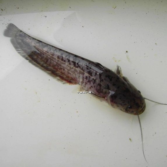紅丁魚為何是雜魚：紅丁魚在生態系統中扮演著重要角色