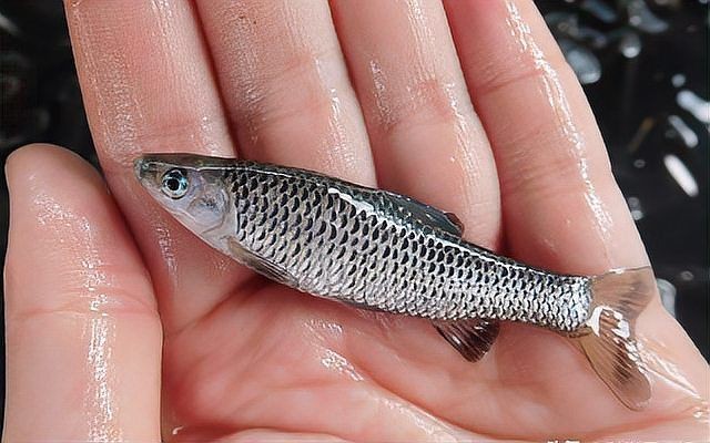紅丁魚為何是雜魚：紅丁魚在生態系統中扮演著重要角色