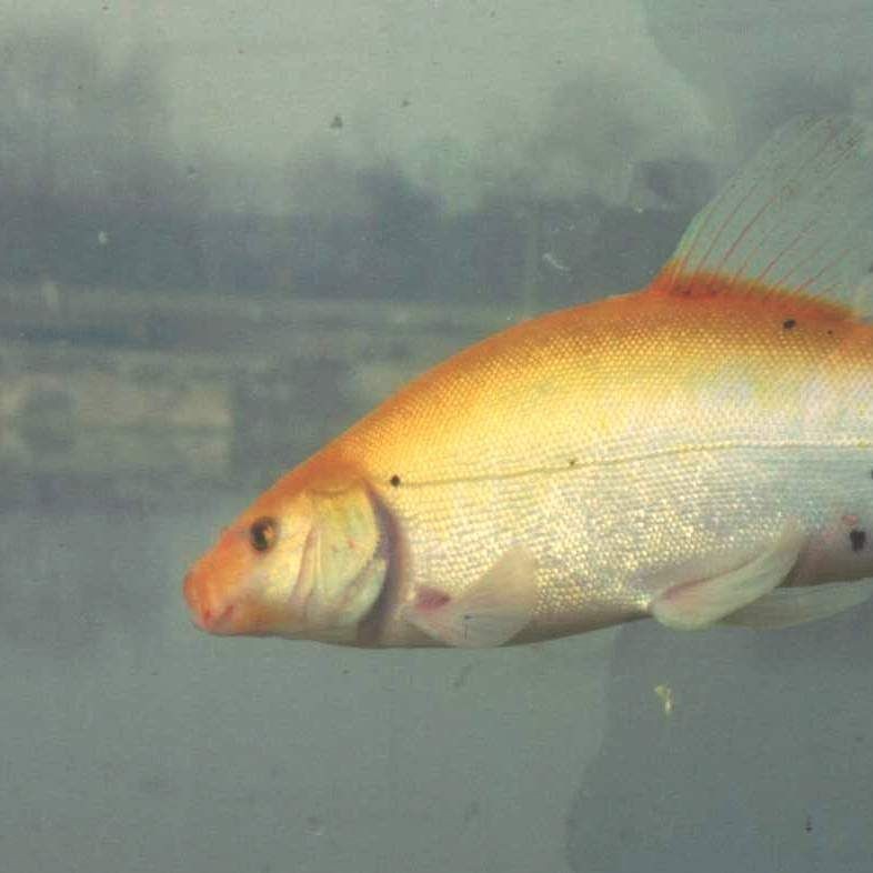 紅丁魚為何是雜魚：紅丁魚在生態系統中扮演著重要角色