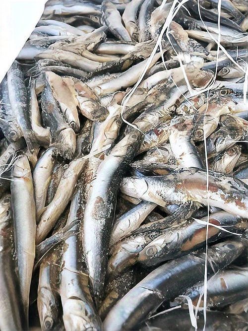 紅丁魚為何是雜魚：紅丁魚在生態系統中扮演著重要角色
