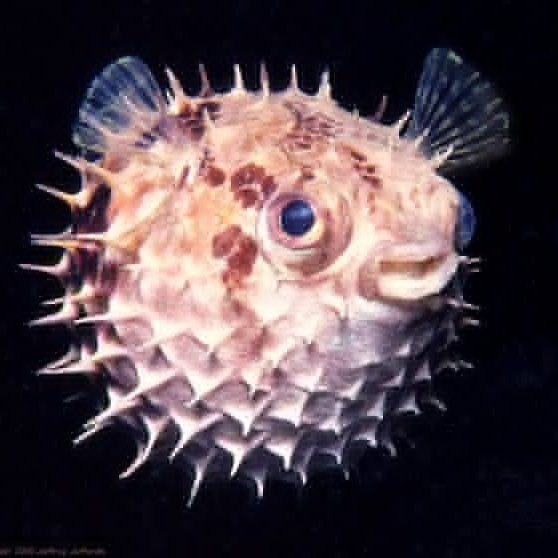 很多刺的海魚叫什么名字：多刺海魚有哪些特點？