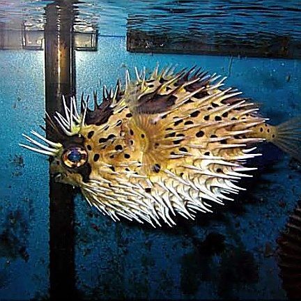 很多刺的海魚叫什么名字：多刺海魚有哪些特點？