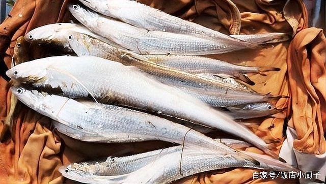 很多刺的海魚叫什么名字：多刺海魚有哪些特點？