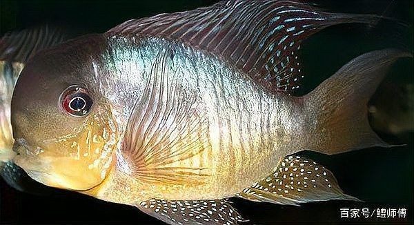 和尚魚圖片：“和尚魚”這一獨特水生物展開結合其典型形態與生態特征進行闡述