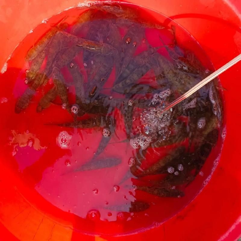 和尚魚圖片：“和尚魚”這一獨特水生物展開結合其典型形態與生態特征進行闡述