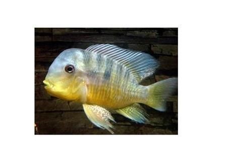 和尚魚圖片：“和尚魚”這一獨特水生物展開結合其典型形態與生態特征進行闡述