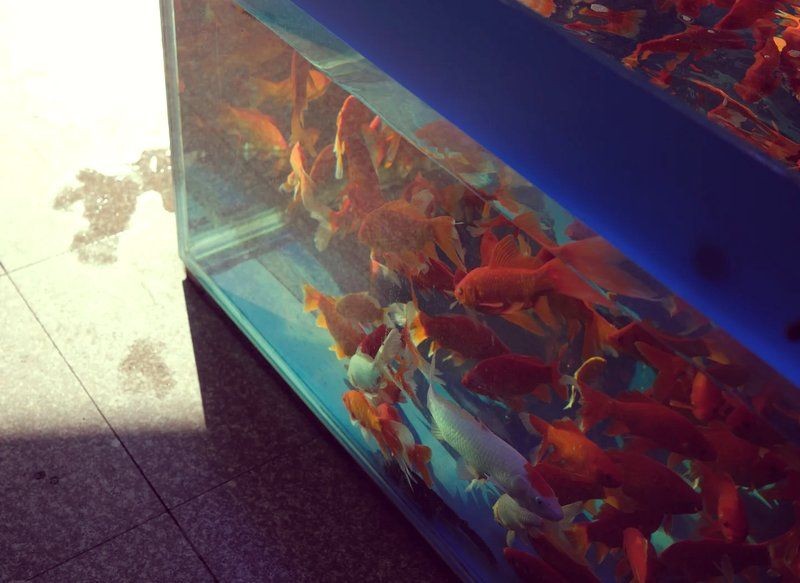 昆明魚缸批發市場：昆明魚缸批發市場怎么樣