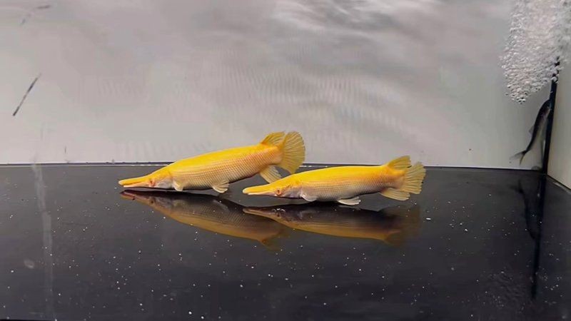 皇家火箭魚最值得買的三個顏色：**《皇家火箭魚最值得買的三個顏色》 皇家火箭魚最值得買的三個顏色：**《皇家火箭魚最值得買的三個顏色》 龍魚論壇 第4張