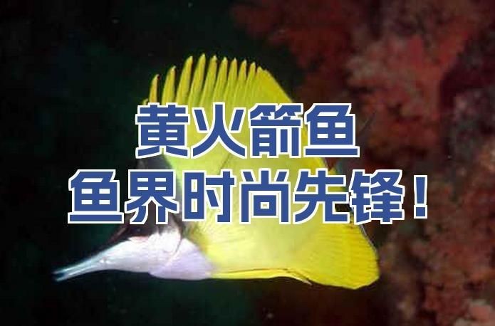 皇家火箭魚最值得買的三個顏色：**《皇家火箭魚最值得買的三個顏色》 皇家火箭魚最值得買的三個顏色：**《皇家火箭魚最值得買的三個顏色》 龍魚論壇 第1張