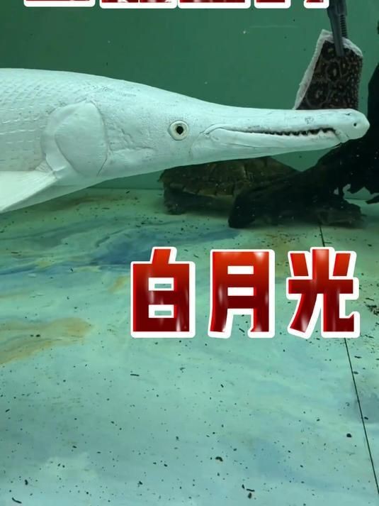 皇家火箭魚最值得買的三個顏色：**《皇家火箭魚最值得買的三個顏色》 皇家火箭魚最值得買的三個顏色：**《皇家火箭魚最值得買的三個顏色》 龍魚論壇 第3張