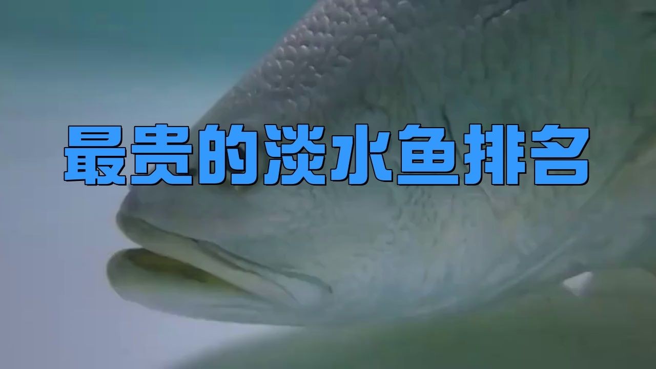中國最昂貴十大名魚：中國最昂貴的10大名魚（含淡水及咸淡水魚種）價格及特征