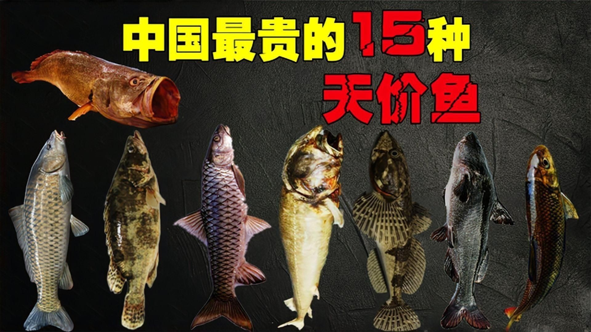 中國最昂貴十大名魚：中國最昂貴的10大名魚（含淡水及咸淡水魚種）價格及特征