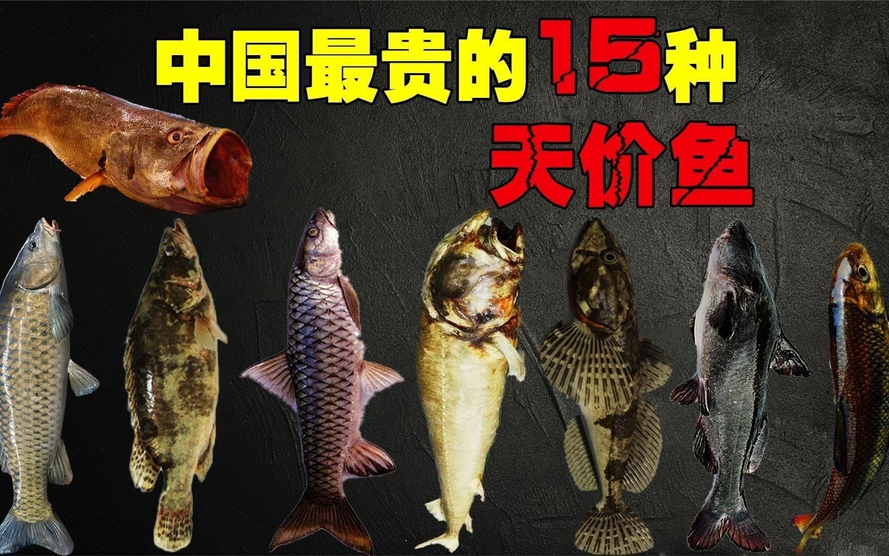 中國最昂貴十大名魚：中國最昂貴的10大名魚（含淡水及咸淡水魚種）價格及特征