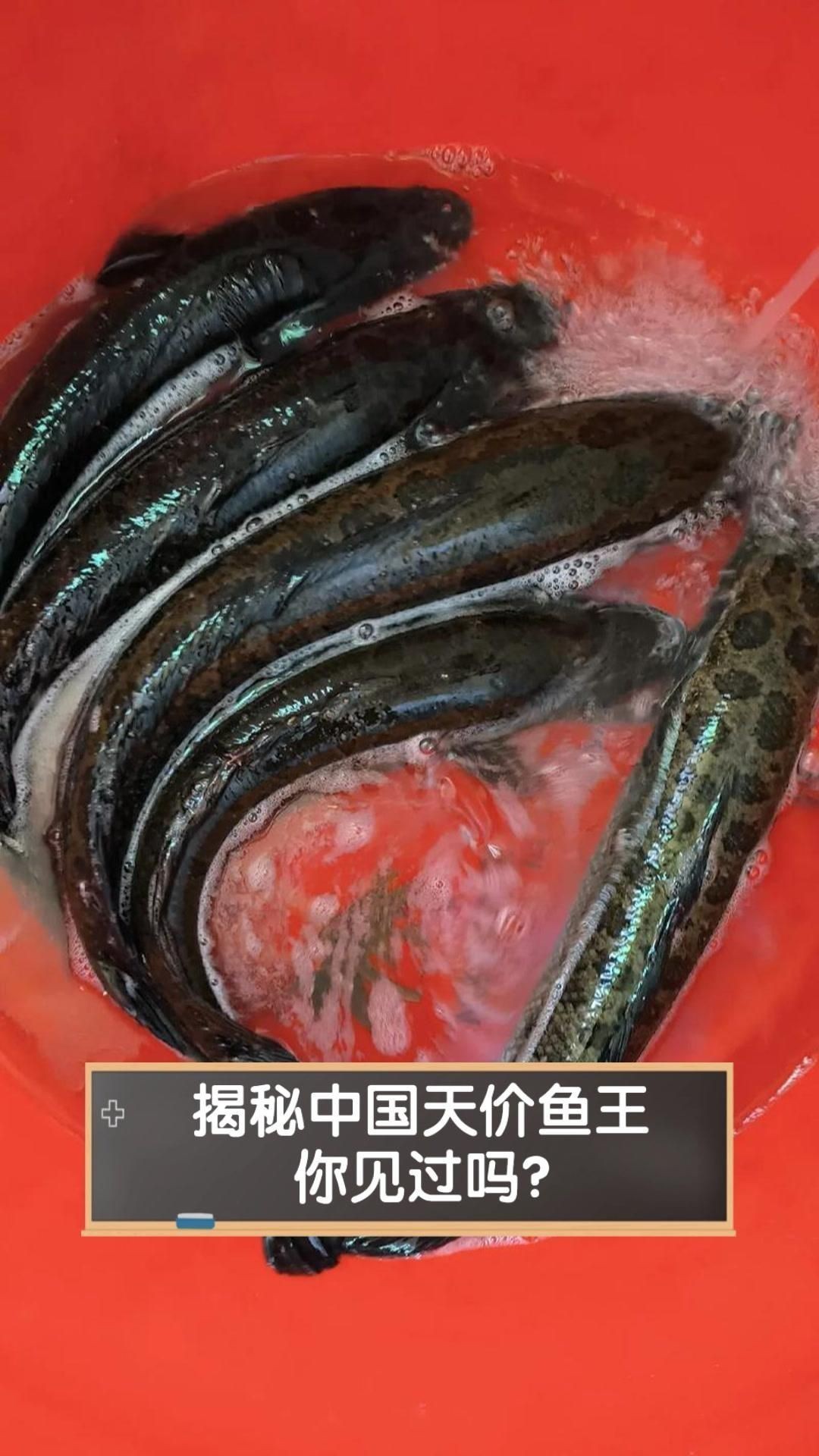 中國最昂貴十大名魚：中國最昂貴的10大名魚（含淡水及咸淡水魚種）價格及特征