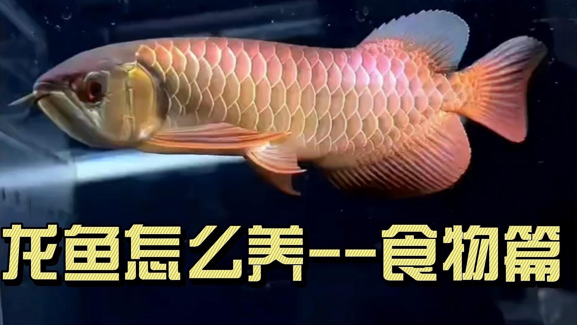 小紅龍魚喂什么最好:小紅龍魚怎么養(yǎng)比較好食物跟喂食方法也很關(guān)鍵 龍魚百科 第5張 小紅龍魚喂什么最好:小紅龍魚怎么養(yǎng)比較好食物跟喂食方法也很關(guān)鍵 小紅龍魚喂什么最好:小紅龍魚怎么養(yǎng)比較好食物跟喂食方法也很關(guān)鍵 龍魚百科 第5張
