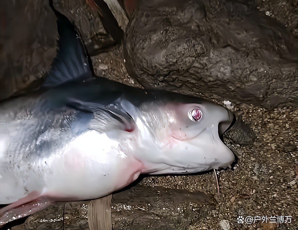 汗鯊和藍(lán)鯊都是鯰魚(yú)嗎：“汗鯊”與“藍(lán)鯊在東南亞地區(qū)也是重要的養(yǎng)殖食用魚(yú)意義
