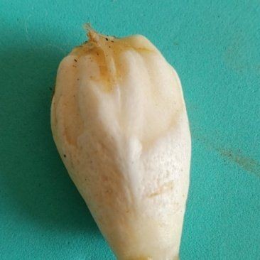 中國魚寶拍賣交易：中國魚寶拍賣交易主要通過以下幾種渠道和形式進行