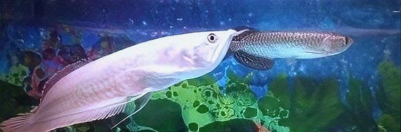 七彩銀龍魚養多久變色：七彩銀龍魚養多久變色周兜兜