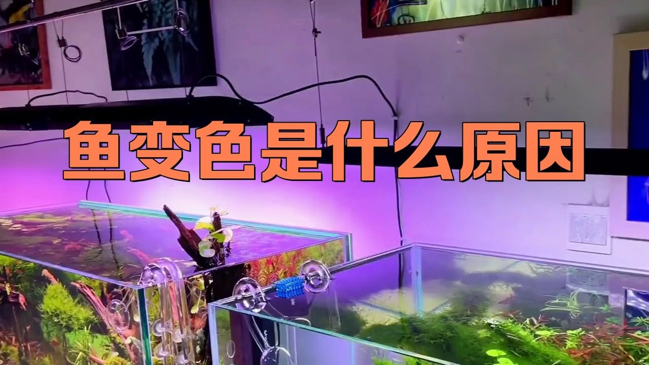 七彩銀龍魚養多久變色：七彩銀龍魚養多久變色周兜兜