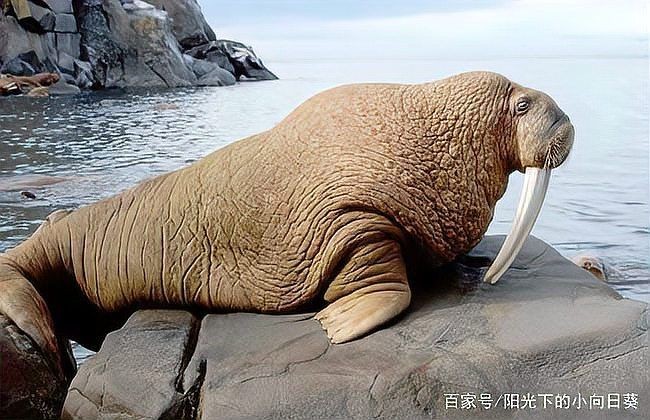 海象圖片大全：*《海象圖片大全》圖集匯聚了各類高清海象影像
