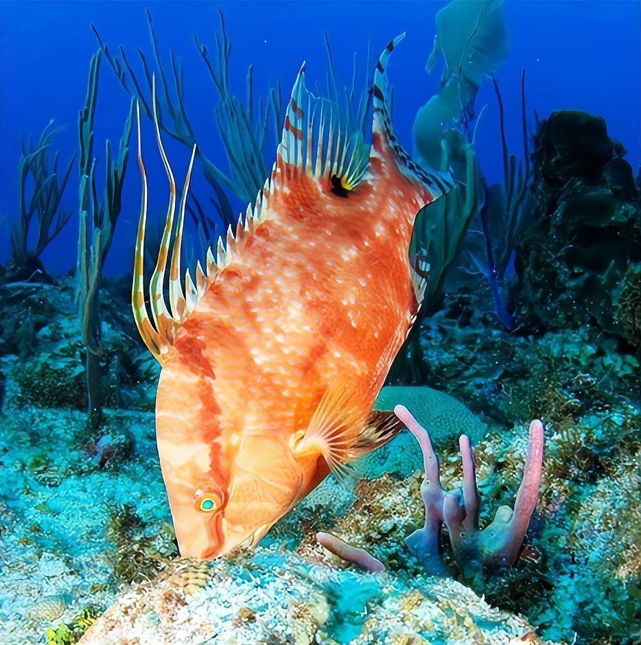 廣東的豬鼻子魚：廣東地區的“豬鼻子魚”特色淡水魚類特征包括廣東沿海記錄
