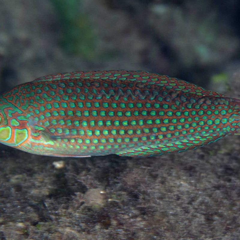 廣東的豬鼻子魚：廣東地區的“豬鼻子魚”特色淡水魚類特征包括廣東沿海記錄