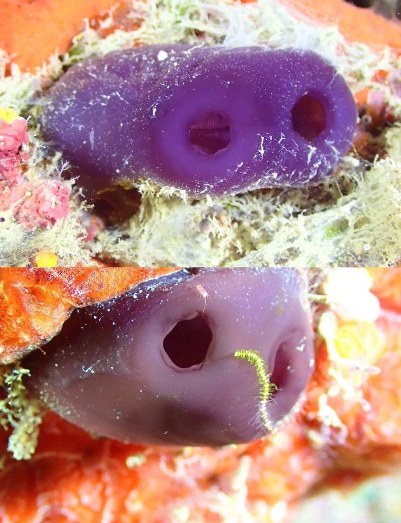 廣東的豬鼻子魚：廣東地區的“豬鼻子魚”特色淡水魚類特征包括廣東沿海記錄
