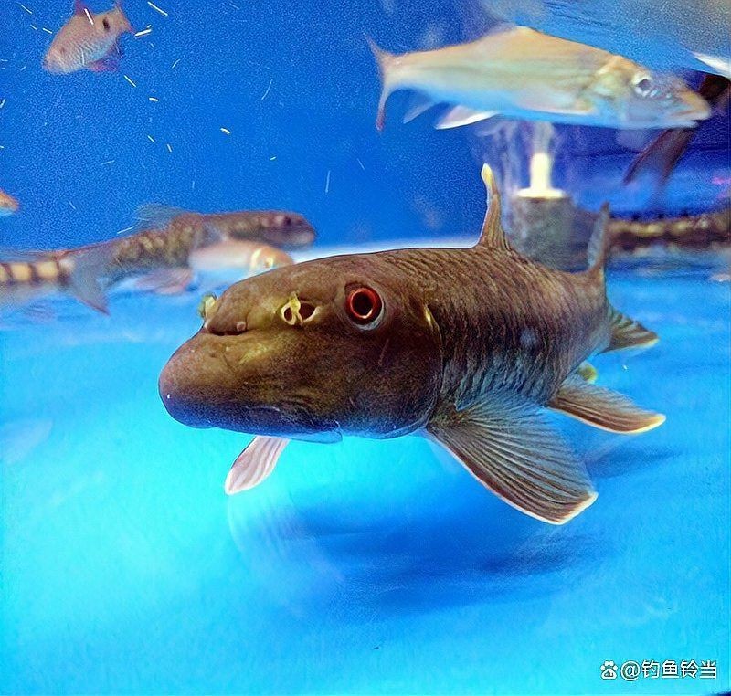 廣東的豬鼻子魚：廣東地區的“豬鼻子魚”特色淡水魚類特征包括廣東沿海記錄