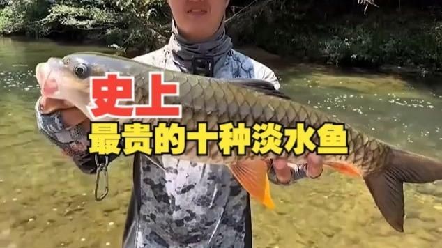 2025年全球最貴魚排名預測：2025年全球最貴魚類排名