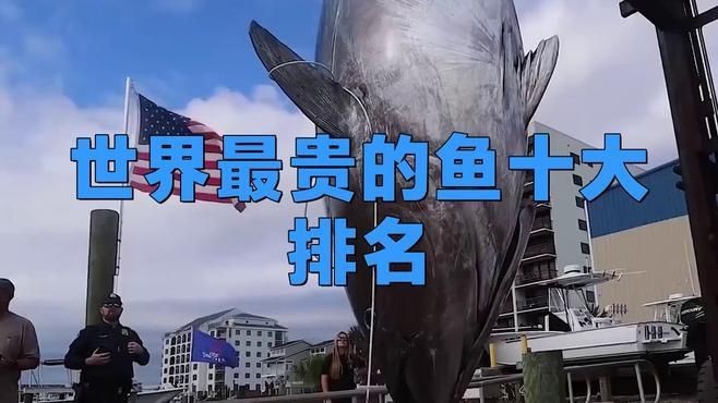2025年全球最貴魚排名預測：2025年全球最貴魚類排名