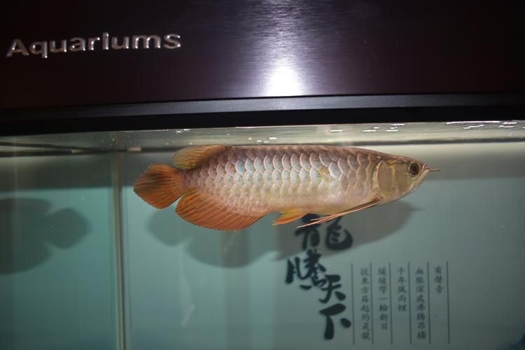 皇宮龍魚證書圖片：“皇宮龍魚”證書圖片