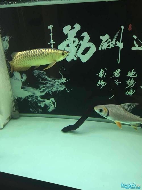 皇宮龍魚證書圖片：“皇宮龍魚”證書圖片