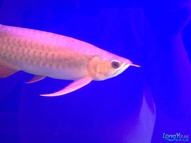 皇宮龍魚證書圖片：“皇宮龍魚”證書圖片