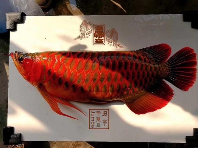 皇宮龍魚證書圖片：“皇宮龍魚”證書圖片