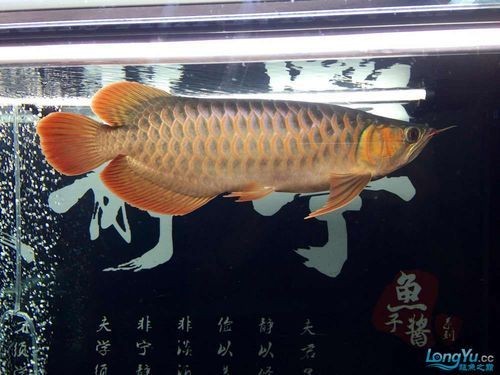 皇宮龍魚證書圖片：“皇宮龍魚”證書圖片