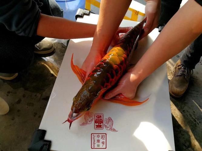皇宮龍魚證書圖片：“皇宮龍魚”證書圖片