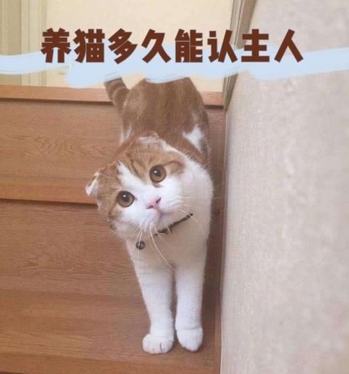 皇冠豹養多久認主人：皇冠豹認主所需時間 皇冠豹養多久認主人：皇冠豹認主所需時間 龍魚論壇 第1張