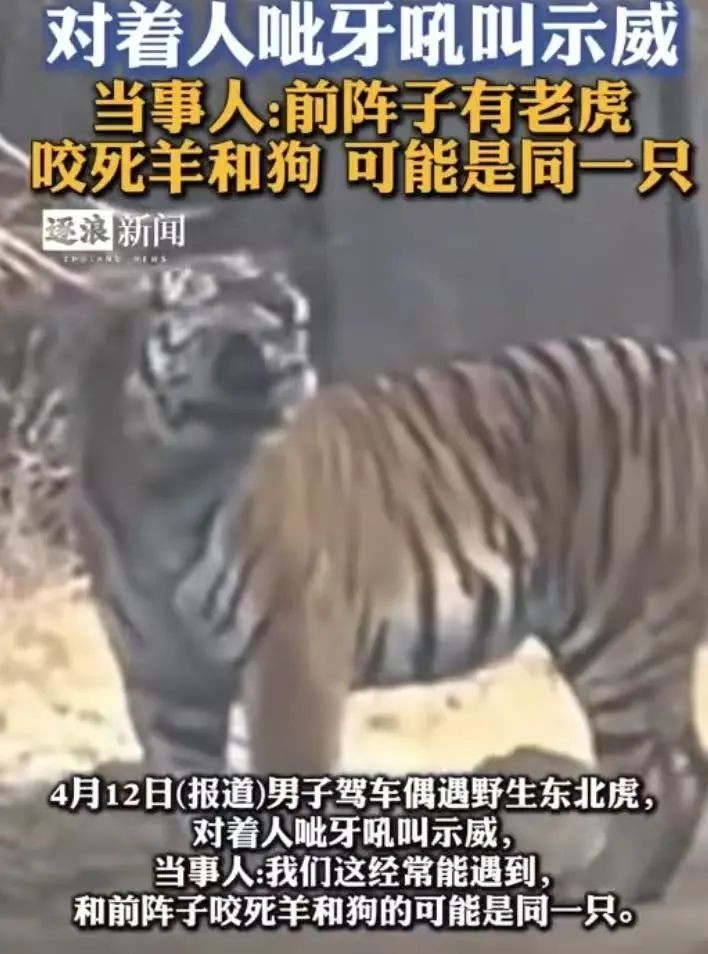 開車能逃過老虎嗎：———論駕車遇老虎的15分鐘對峙