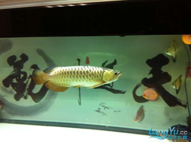 沈陽龍魚店：沈陽龍魚世界水族用品商店企查沈陽鼎甲龍魚貿易有限公司