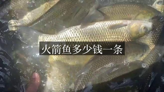 皇家火箭魚最貴的三個品種：皇家火箭魚最貴三大品種盤點白金火箭魚多少錢一條