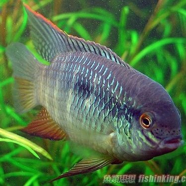 廣西皇冠魚：廣西水域皇冠類觀賞魚