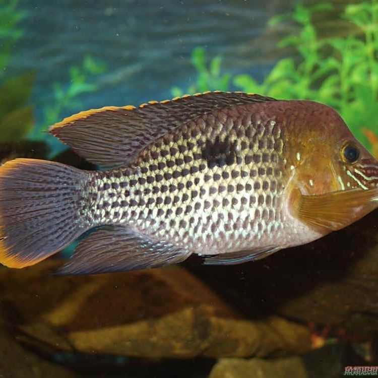 廣西皇冠魚：廣西水域皇冠類觀賞魚