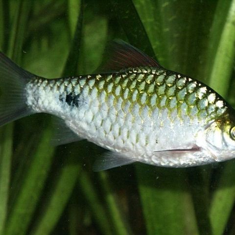 廣西皇冠魚：廣西水域皇冠類觀賞魚