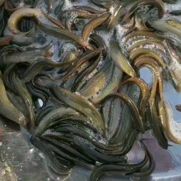什么地方有賣泥鰍苗的：泥鰍苗批發價格-百度愛采購愛采購愛采購愛采購