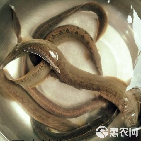 什么地方有賣泥鰍苗的：泥鰍苗批發價格-百度愛采購愛采購愛采購愛采購