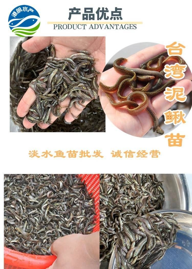 什么地方有賣泥鰍苗的：泥鰍苗批發價格-百度愛采購愛采購愛采購愛采購