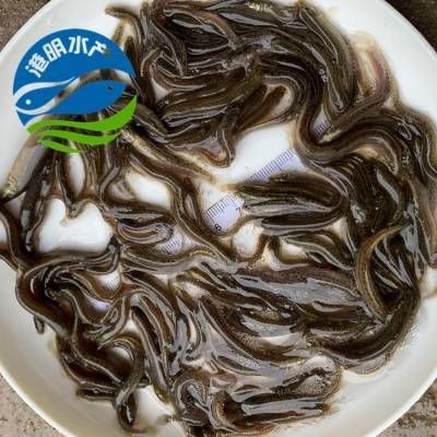 什么地方有賣泥鰍苗的：泥鰍苗批發價格-百度愛采購愛采購愛采購愛采購