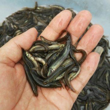 什么地方有賣泥鰍苗的：泥鰍苗批發價格-百度愛采購愛采購愛采購愛采購