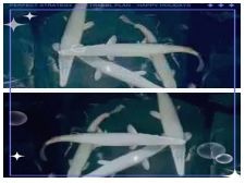 火箭魚是什么品種：各類火箭魚的生物學特征